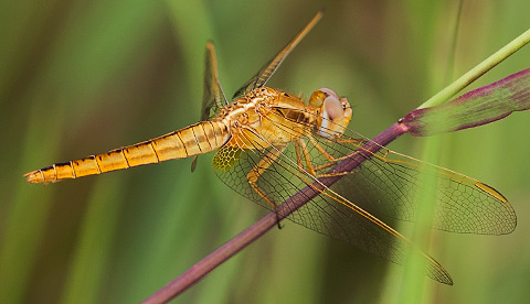 female